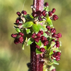 Unverified Plant at Crowther, NSW - Today by Frecko