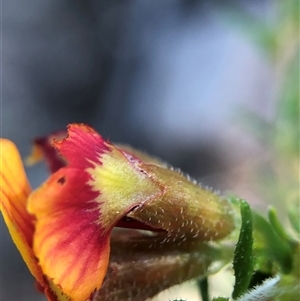 Dillwynia phylicoides at Crowther, NSW - Today by Frecko
