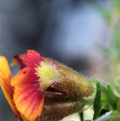 Dillwynia phylicoides (A Parrot-pea) at Crowther, NSW - 14 Oct 2025 by Frecko
