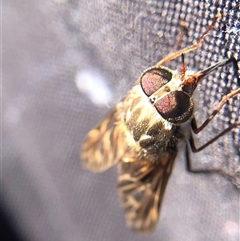 Unverified True fly (Diptera) at Crowther, NSW - 14 Oct 2025 by Frecko