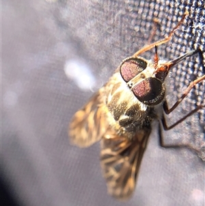 Unverified True fly (Diptera) at Crowther, NSW - Today by Frecko