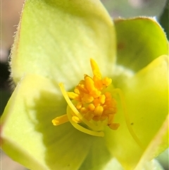 Hibbertia obtusifolia (Grey Guinea-flower) at Crowther, NSW - 14 Oct 2025 by Frecko