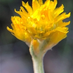 Chrysocephalum apiculatum (Common Everlasting) at Crowther, NSW - 14 Oct 2025 by Frecko