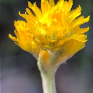 Unverified Plant at Crowther, NSW - Today by Frecko