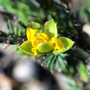 Unverified Plant at Crowther, NSW - Today by Frecko