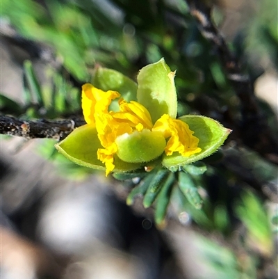 Hibbertia stricta at Crowther, NSW - 14 Oct 2025 by Frecko