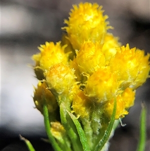 Chrysocephalum semipapposum at Crowther, NSW - Today by Frecko