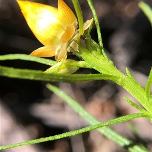 Unverified Plant at Crowther, NSW - Today by Frecko