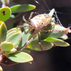 Plebs eburnus (Eastern bush orb-weaver) at Crowther, NSW - 14 Oct 2025 by Frecko