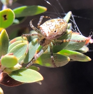 Unverified Spider at Crowther, NSW - Today by Frecko
