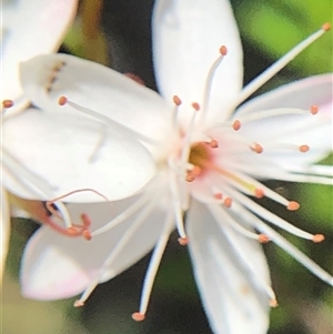 Calytrix tetragona at Crowther, NSW - Today by Frecko