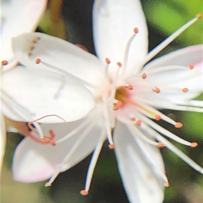 Calytrix tetragona (Common Fringe-myrtle) at Crowther, NSW - 14 Oct 2025 by Frecko