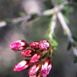 Calytrix tetragona at Crowther, NSW - Today by Frecko