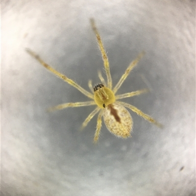 Cheiracanthium sp. (genus) (Unidentified Slender Sac Spider) at Crowther, NSW - 14 Oct 2025 by Frecko