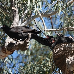 Corcorax melanorhamphos (White-winged Chough) by Anna123