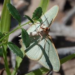 Chlorocoma (genus) (Emerald moth) at Hall, ACT - 13 Oct 2025 by Anna123