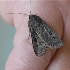 Agrotis infusa (Bogong Moth, Common Cutworm) at Hall, ACT - 12 Oct 2025 by Anna123