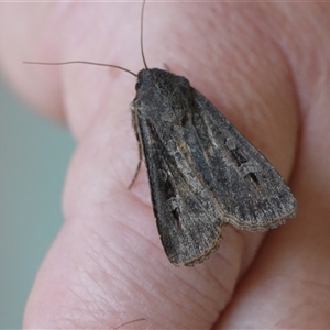 Agrotis infusa at Hall, ACT - 12 Oct 2025 by Anna123