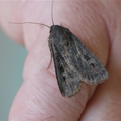 Agrotis infusa (Bogong Moth, Common Cutworm) at Hall, ACT - 12 Oct 2025 by Anna123