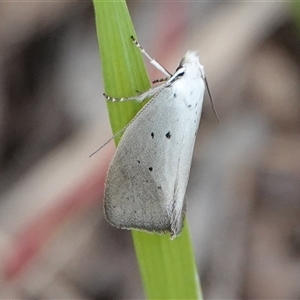 Thalerotricha mylicella at Hall, ACT - 12 Oct 2025 by Anna123