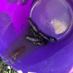 Cherax destructor at Narrabundah, ACT - 14 Oct 2025 by Sar