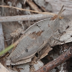 Goniaea australasiae (Gumleaf grasshopper) at Hall, ACT - 12 Oct 2025 by Anna123