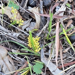 Lomandra (genus) at Isaacs, ACT - Today by Mike