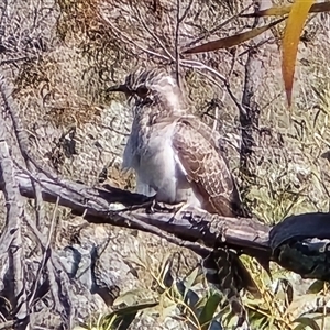 Unverified Intermediate size at Isaacs, ACT - Today by Mike