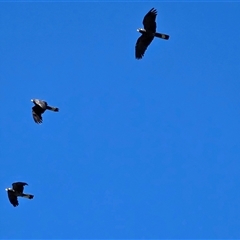 Zanda funerea (Yellow-tailed Black-Cockatoo) at Isaacs, ACT - 14 Oct 2025 by Mike