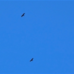 Aquila audax (Wedge-tailed Eagle) at Isaacs, ACT - 14 Oct 2025 by Mike