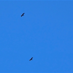 Aquila audax at Isaacs, ACT - Today by Mike