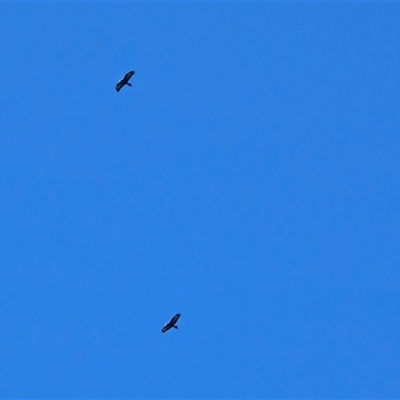 Aquila audax (Wedge-tailed Eagle) at Isaacs, ACT - 14 Oct 2025 by Mike