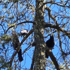 Corvus coronoides at Isaacs, ACT - Today by Mike