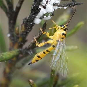 Xanthopimpla sp. (genus) at Hall, ACT - 12 Oct 2025 by Anna123