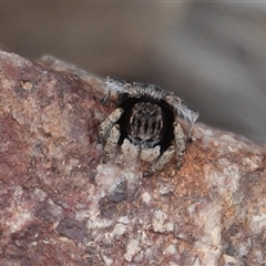 Maratus vespertilio (Bat-like peacock spider) at Hall, ACT - 12 Oct 2025 by Anna123