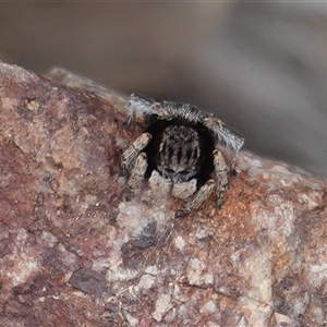 Maratus vespertilio (Bat-like peacock spider) at Hall, ACT - 12 Oct 2025 by Anna123
