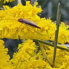 Chironomidae (family) (Non-biting Midge) at Yarralumla, ACT - 9 Oct 2025 by galah681