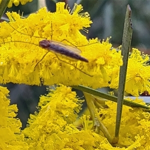 Unverified Insect at Yarralumla, ACT - 9 Oct 2025 by galah681