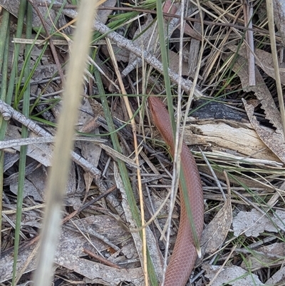 Lialis burtonis (Burton's Snake-lizard) at Greenway, ACT - 14 Oct 2025 by JP95