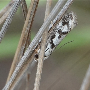 Eusemocosma pruinosa (Philobota Group Concealer Moth) at Hall, ACT - 12 Oct 2025 by Anna123