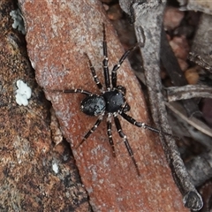 Tharpyna (genus) (A crab spider) at Hall, ACT - 12 Oct 2025 by Anna123