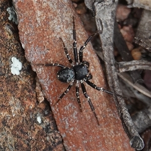 Tharpyna (genus) at Hall, ACT - 12 Oct 2025 by Anna123