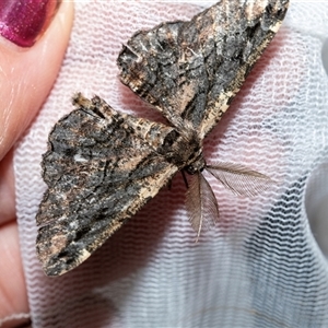 Pholodes sinistraria (Sinister or Frilled Bark Moth) at Higgins, ACT - 12 Oct 2025 by AlisonMilton
