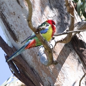Platycercus eximius at Higgins, ACT - 11 Oct 2025 by AlisonMilton