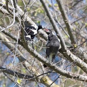 Gymnorhina tibicen at Hawker, ACT - Yesterday by AlisonMilton