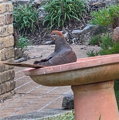 Macropygia phasianella (Brown Cuckoo-dove) at  - suppressed by Klrobbo