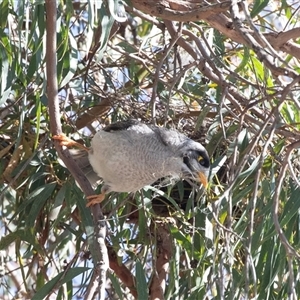 Manorina melanocephala by AlisonMilton