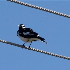 Grallina cyanoleuca at Hawker, ACT - 14 Oct 2025 by AlisonMilton