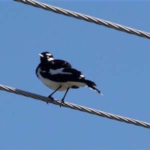 Grallina cyanoleuca at Hawker, ACT - Today by AlisonMilton