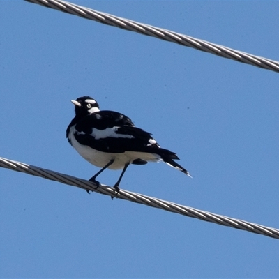 Grallina cyanoleuca at Hawker, ACT - 14 Oct 2025 by AlisonMilton